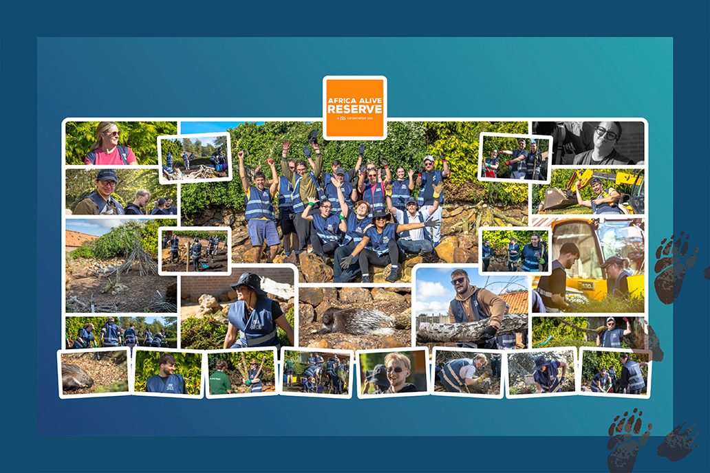 CADS Charity Volunteering Africa Alive